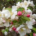 Malus x 'Evereste' (floribunda x pumila)